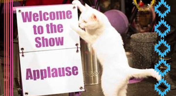 9 Reasons Why You Might Want to Run Away & Join the Cat Circus