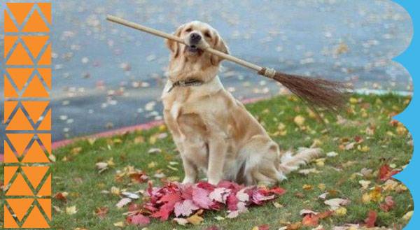 EARNING THEIR KEEP: 11 Dogs Helping with the Chores