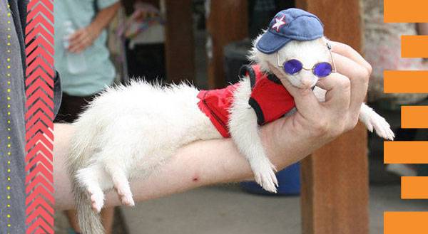 11 Ferrets Who Are More Fashionable Than Most Humans