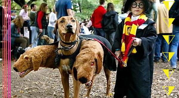 Top 10 Pet Halloween Costumes for 2015