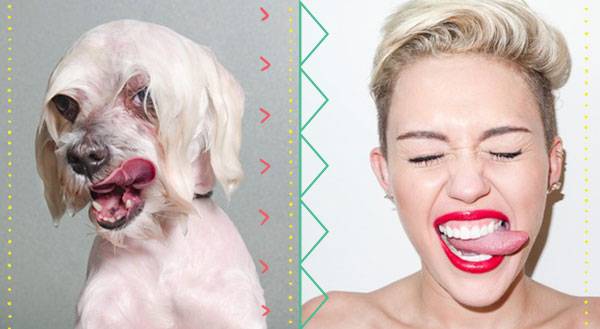 9 MORE Dogs You Could Easily Mistake for Their Lookalike Celeb