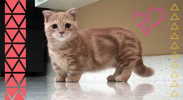 Say Hello to the Newest Breed of Internet Star: the Munchkin Cat