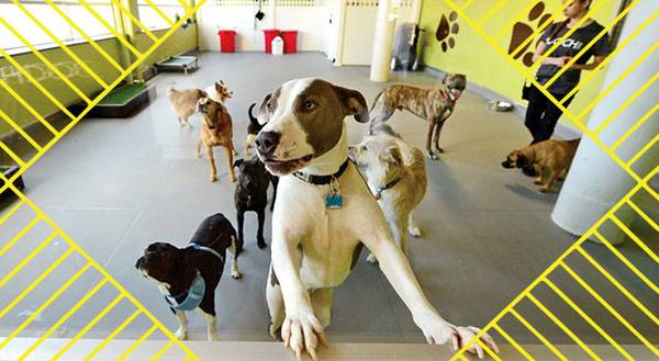 A Pet Hotel So Fancy, You'll Wish You Could Check in Yourself!