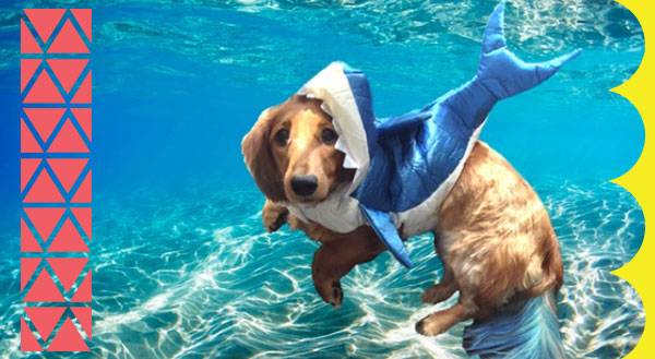 11 Pets That Are Ready for Sharknado 3