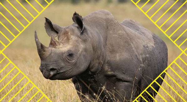 The Incredible True(ish) Story of Jumanji, as Told by a Rhino