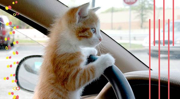 ROAD TRIP! 9 Pets Get Their Kicks on Route 66