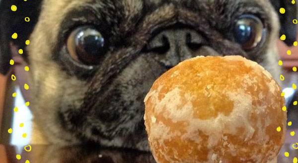 7 Restaurants That Cater to Your Canine