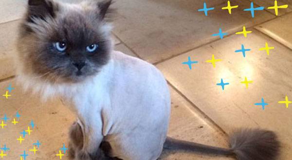 Trend Alert: Catscaping For Summer is a THING!