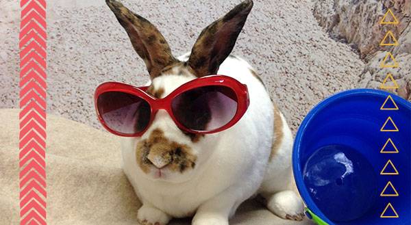9 Pets Beat the Heat With MORE Hot Looks for Summer!