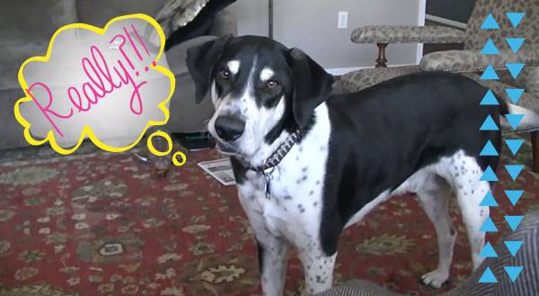 7 Videos of Animals “Talking” That'll Leave You Speechless - Freak 4 My Pet