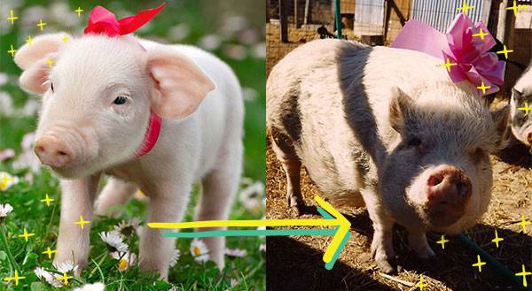 7 Reasons Why Teacup Pigs are Not Our Cup of Tea