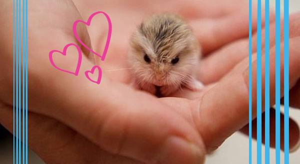 Tiny Pets that Will Make Your Life So Much Bigger