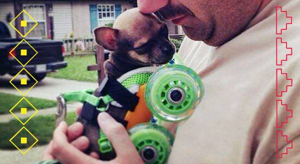 9 Times Turbo Roo the 2-Legged Chihuahua Stole Our Hearts