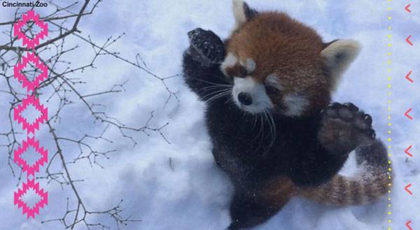 Is There Anything Cooler Than Red Pandas Frolicking? [VIDEO]