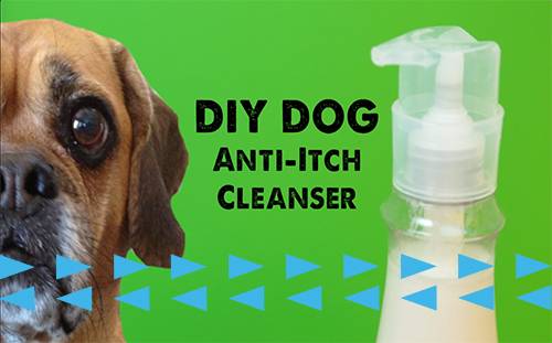 Watch: DIY Dog Shampoo That Your Dog (And You!) Will Actually Want to Use