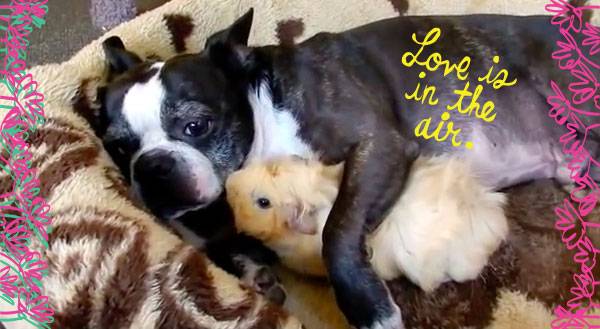 Love Knows No Bounds for This Pup & Pig [VIDEO]