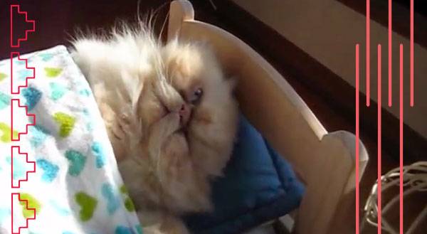 Watch This Groggy Kitty Beg for Just 5 More Minutes of His Cat Nap
