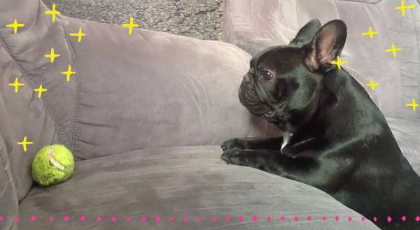 The Struggle is Real for this Adorable French Bulldog [VIDEO]