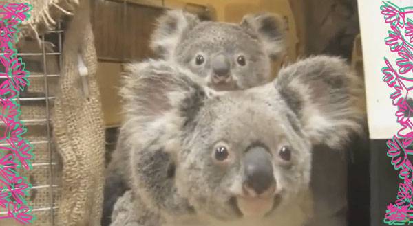 Baby Koala Vet Visit is So Cute It’s SICK [VIDEO]