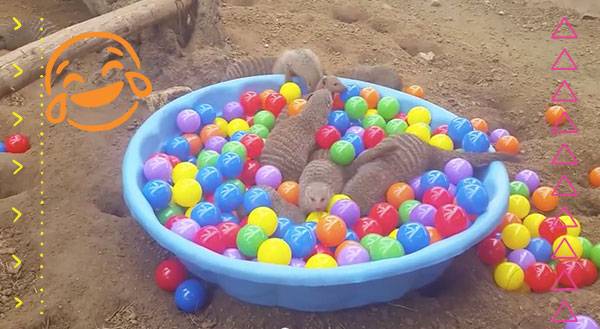 Who Knew Chuck E. Cheese’s Opened A Ball Pit for Mongooses?