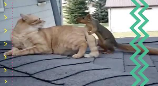 Watch This Real Life Animal Odd Couple Snuggle on the Roof