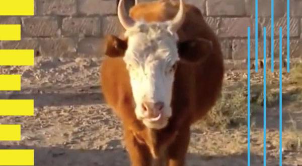 Talking Cow Kinda Sounds Like Steve Carell [VIDEO]