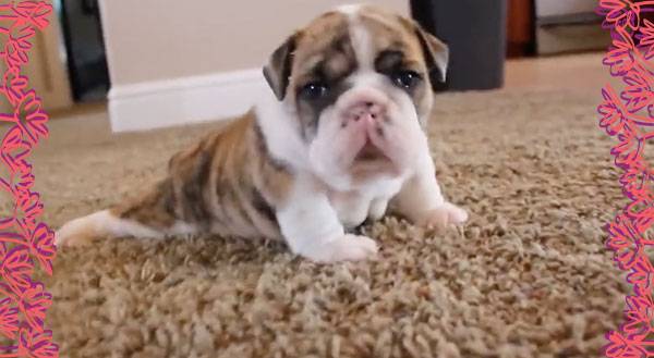 Watch A Bulldog Puppy Take His First Steps! CUTENESS OVERLOAD.