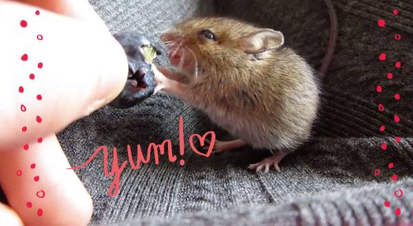 Watch a Baby Mouse Taste Fruit for the Very First Time