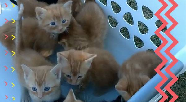 This is the Best Thing You Can Find in a Laundry Basket [VIDEO]