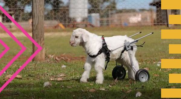 Frostie, The Snow Goat Will Melt Your Stone Cold Heart! [VIDEO]