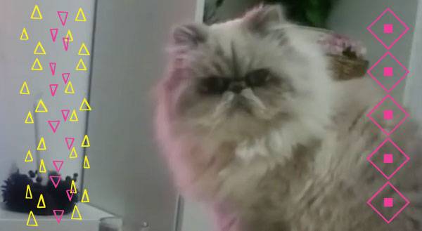 Cat Teaches Us What Thug Life Is All About [VIDEO]