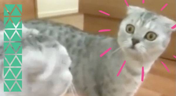 Dramatic Cat Sees Inside Mirror & Inside Your Soul [VIDEO]