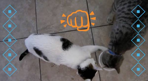 WATCH: Sharing is Caring? Not For THIS Cat!