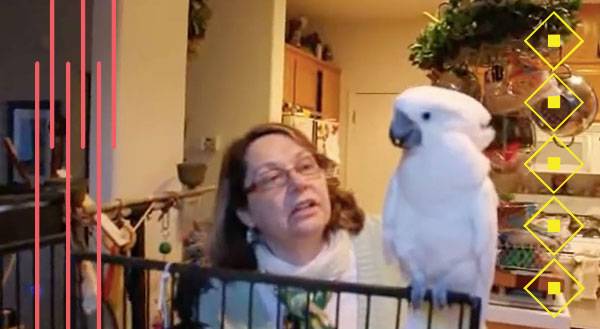 WATCH: Cockatoo Spits Mad Sass At Her Human!