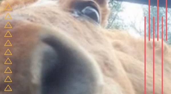 If Ryan Gosling Were a Horse… [VIDEO]