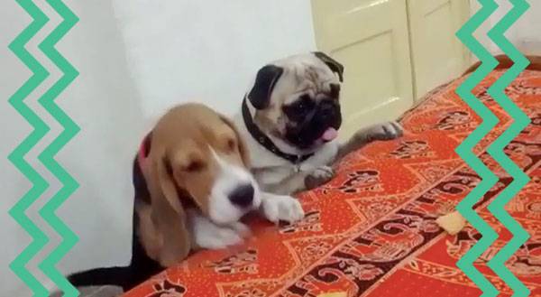Pug Vs. Beagle… and the Internet Wins! [VIDEO]