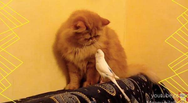 A Parrot Faces Off Against a Cat – Guess Who Wins [VIDEO]