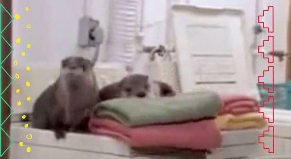 Otters As Household Pets Yup And They Do Laundryvideo