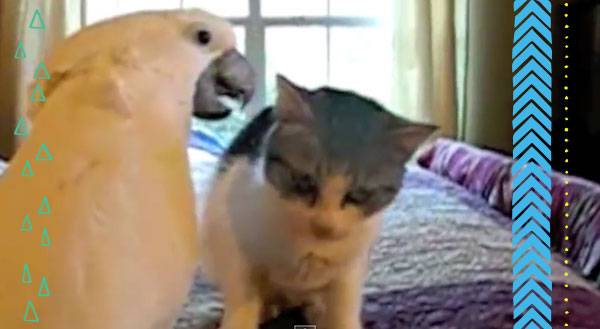 Dayum, Son! Sexy Parrot Puts The Moves on a CAT! [VIDEO]