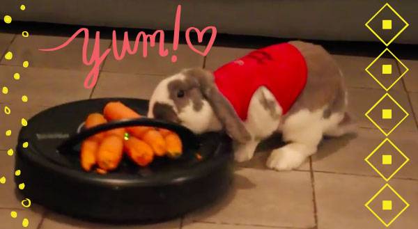 Watch this Bunny Try to Chomp Down on a Roomba-bound Carrot