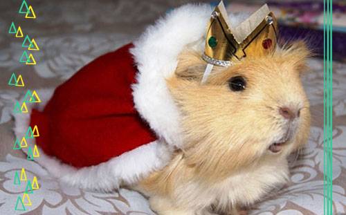 13 Guinea Pigs Show You Why They're the New IT Pet
