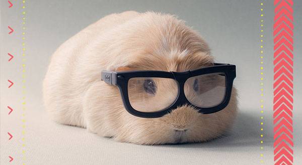 11 Pets That Rock Outrageous Eyewear