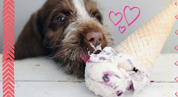 9 Animals That All Scream For Ice Cream