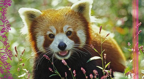 11 Reasons Why Red Pandas are Better Than Your Best Friend