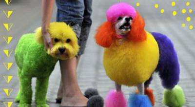 Doggie Do s and Don ts How to Safely Dye Your Pet s Fur Freak 4 My Pet