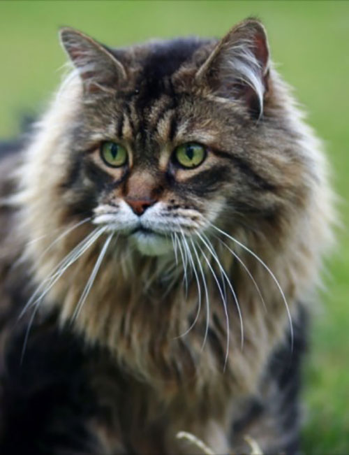 Here's why Maine Coons Are the Coolest Cats Around - Freak 4 My Pet