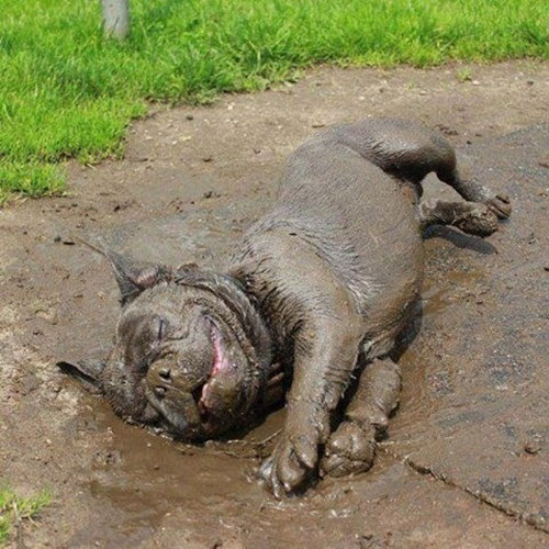 MuddyPup 3