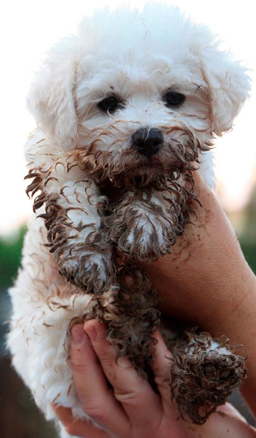 muddy mutt