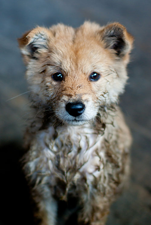 muddy mutt