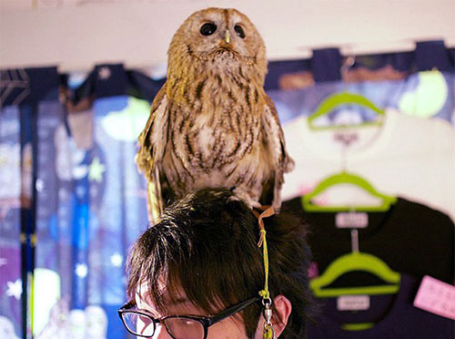 OwlCafe 6